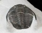 Very Nice Cornuproetus Trilobite #16122-2